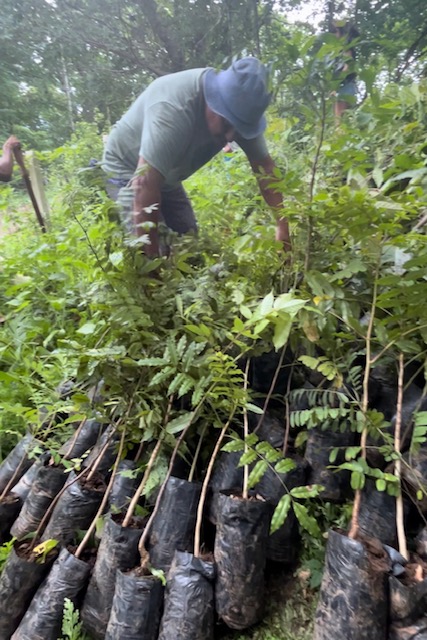 Les arbres venant de la nurserie, prêts à être plantés.