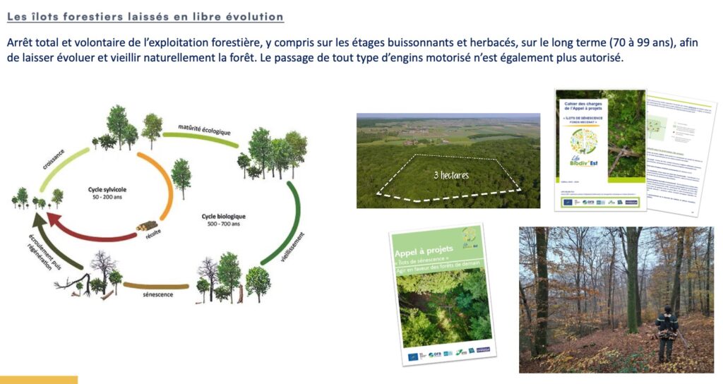 Un ilot en libre évolution, strategique et magnifique. 3 hectares sauvegardés près de Reims par Savage Lands, sur une forêt riche en biodiversité.
